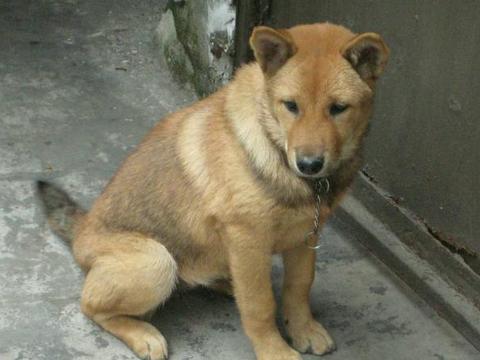 土狗到底说的是什么狗?|土狗|犬种|松狮犬_新浪新闻