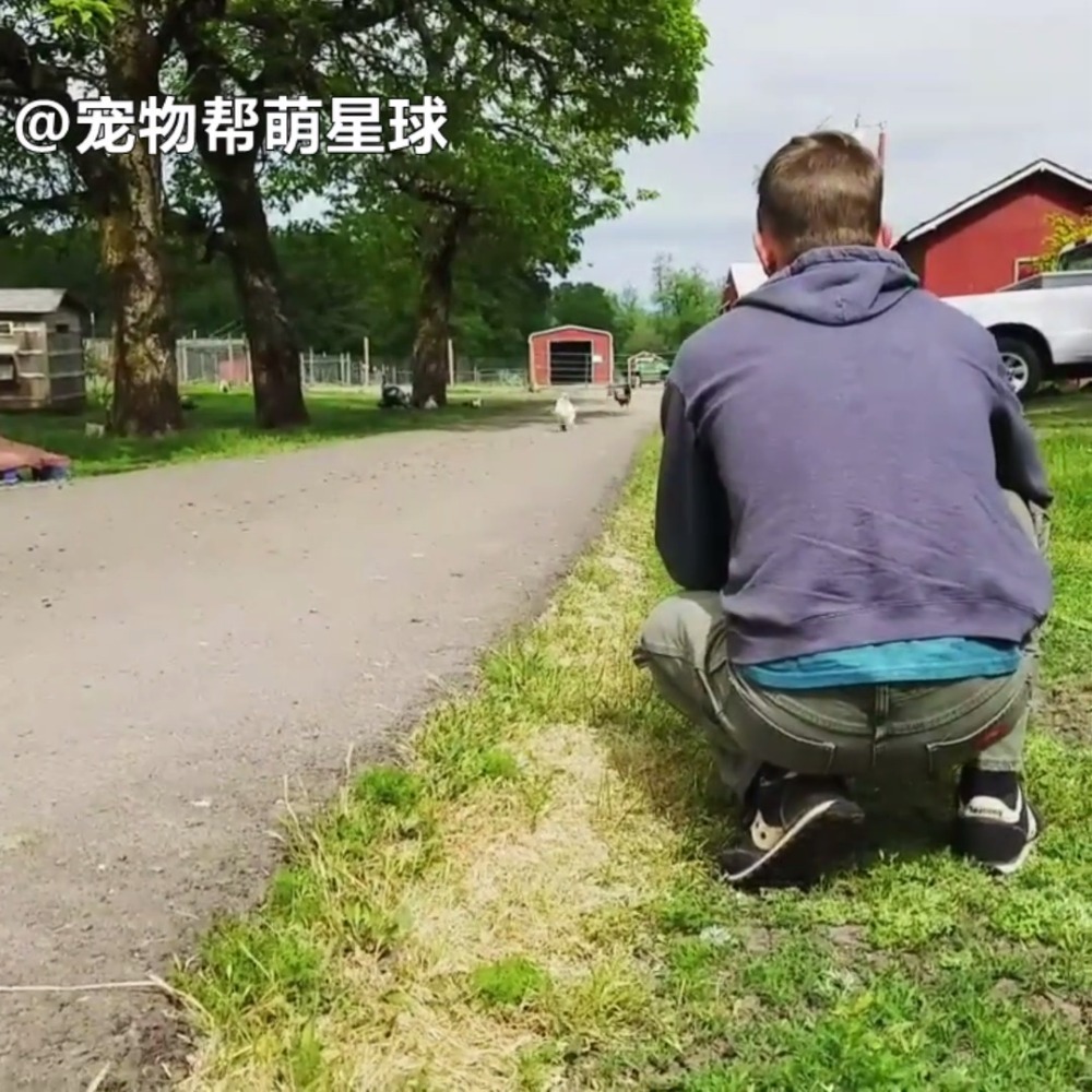 当乌骨鸡见到救命恩人,撒丫子就跑来讨抱抱,暖