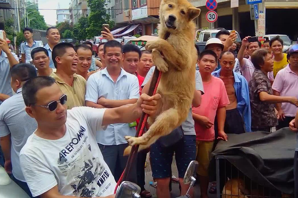 无数吃货聚集玉林狗肉节大街小巷却贴满抵制字报