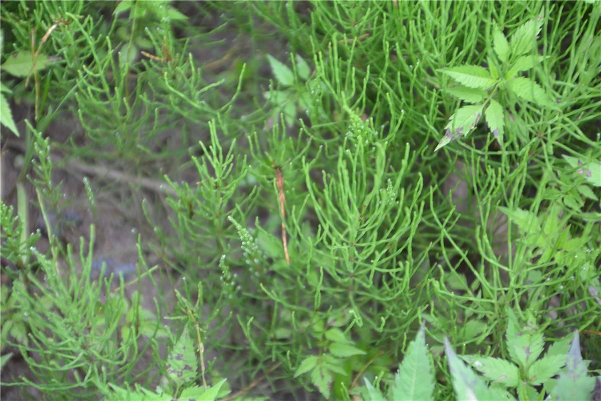 农村常见的这种野草,没有叶子,不能用力摸,会断成一节一节