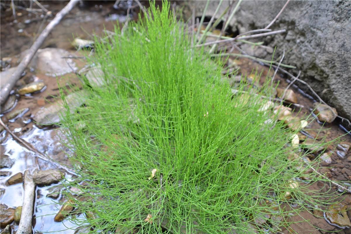 马,骡子要是不小心吃到节节草,会出现中枢神经中毒症,以运动机能障碍