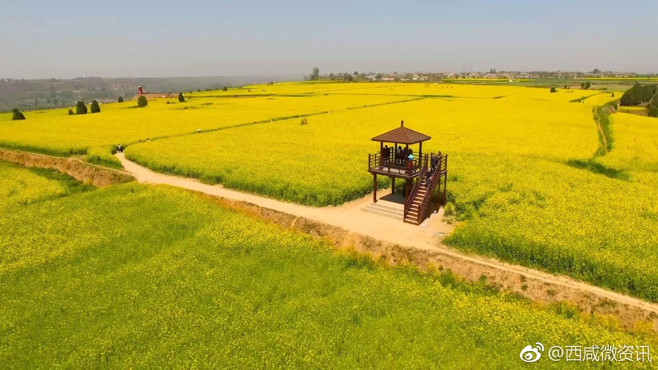 武功万亩油菜花海摆好姿势等你来