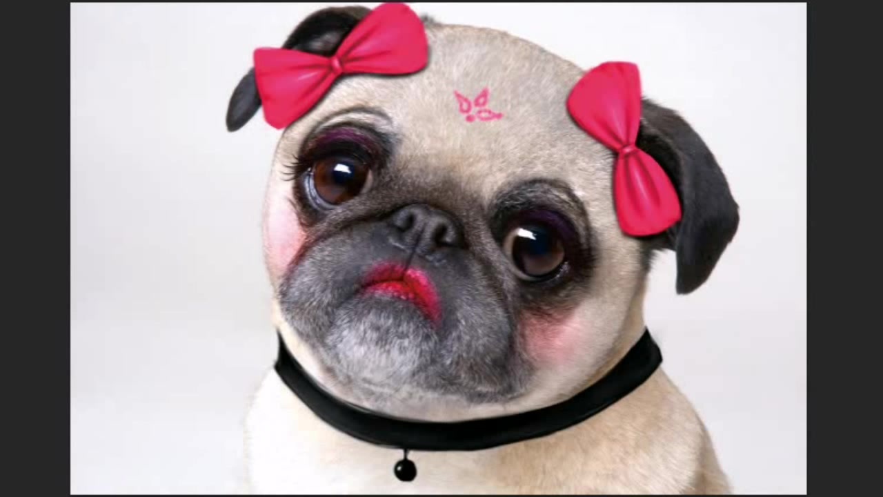 汪星人中的忧郁王子,气质迷人的中国犬,八哥犬|八哥犬|巴哥犬|狗狗