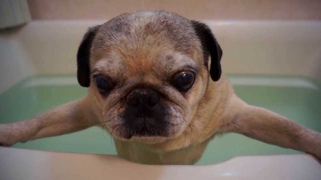 汪星人中的忧郁王子,气质迷人的中国犬,八哥犬|八哥犬|巴哥犬|狗狗