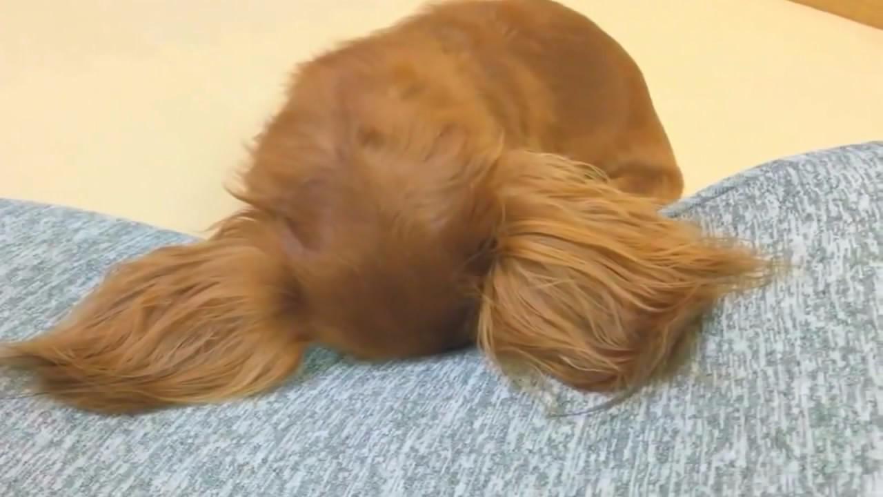 狗狗低头耍小脾气主人忙哄,抬头瞬间美翻数万网友