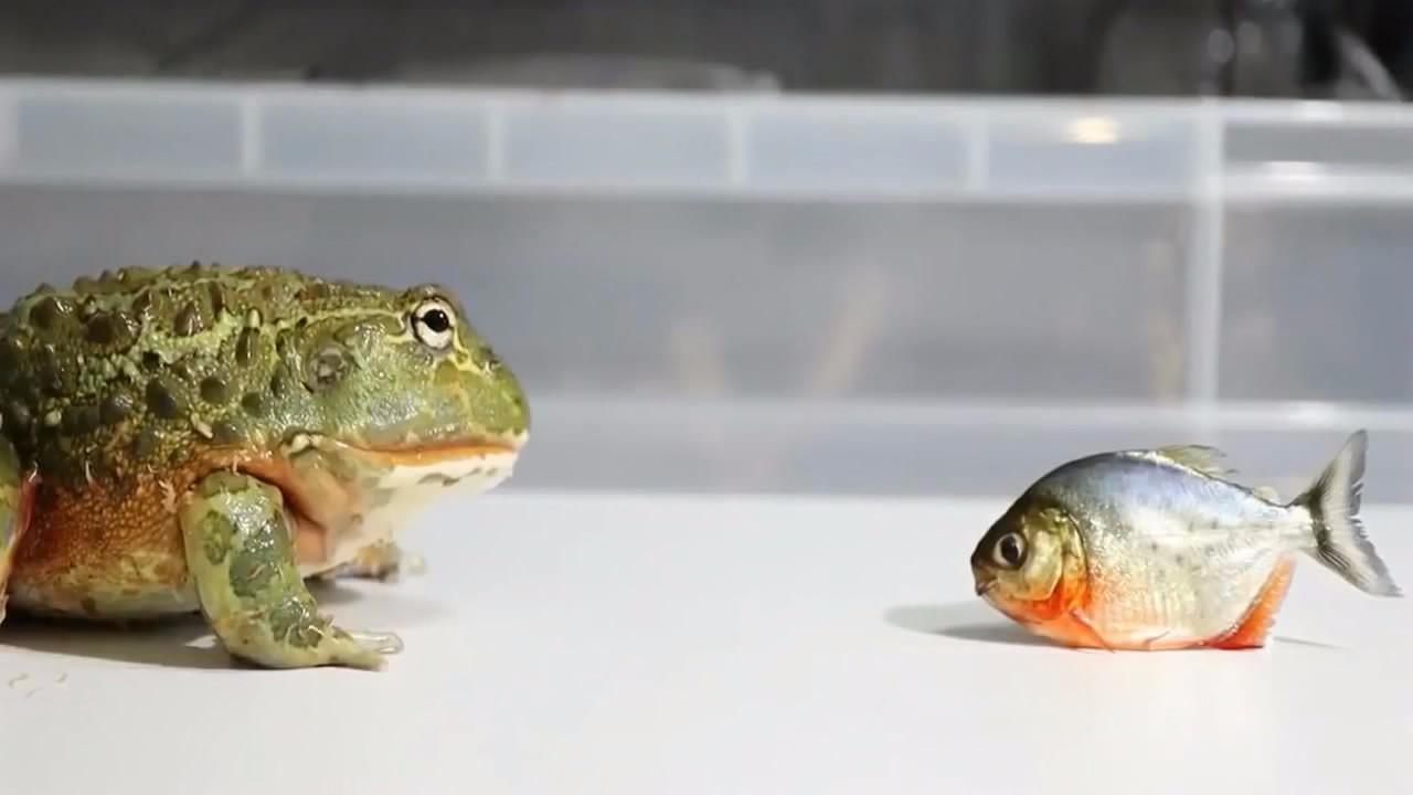一只大青蛙面对小食人鱼会有什么样的反应