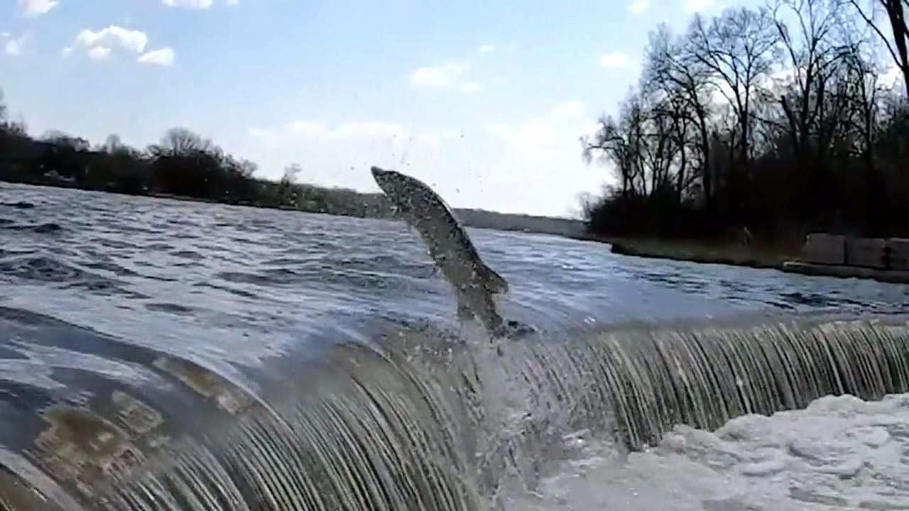 狠精彩,直播大鱼跳龙门啦