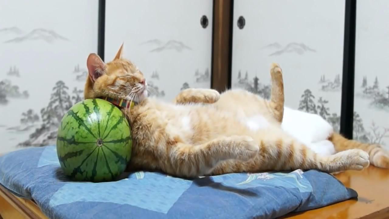 靠着西瓜打瞌睡的猫咪,惊醒的瞬间萌翻了