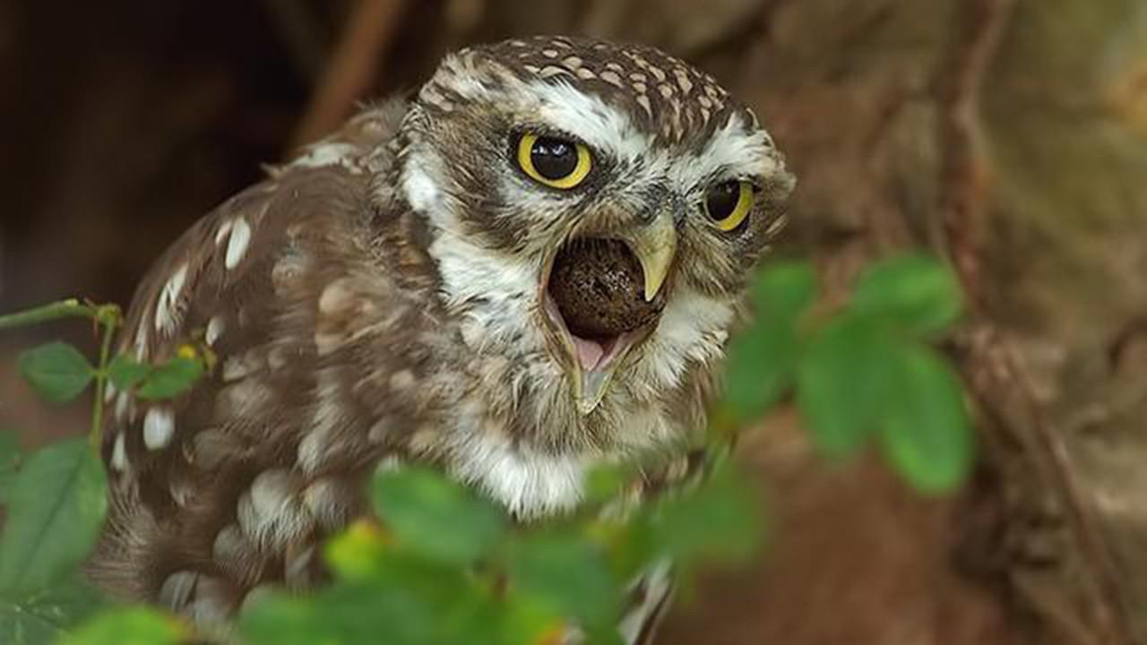 为什么德系车后座有一块凸起,而日系车却没有?今天可算知道了