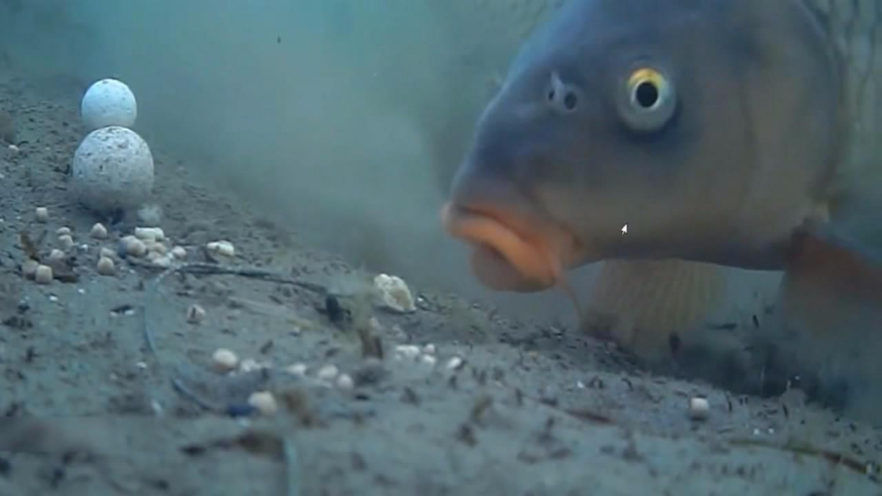 挡口了?超清拍摄鱼吃食全过程,看了秒懂