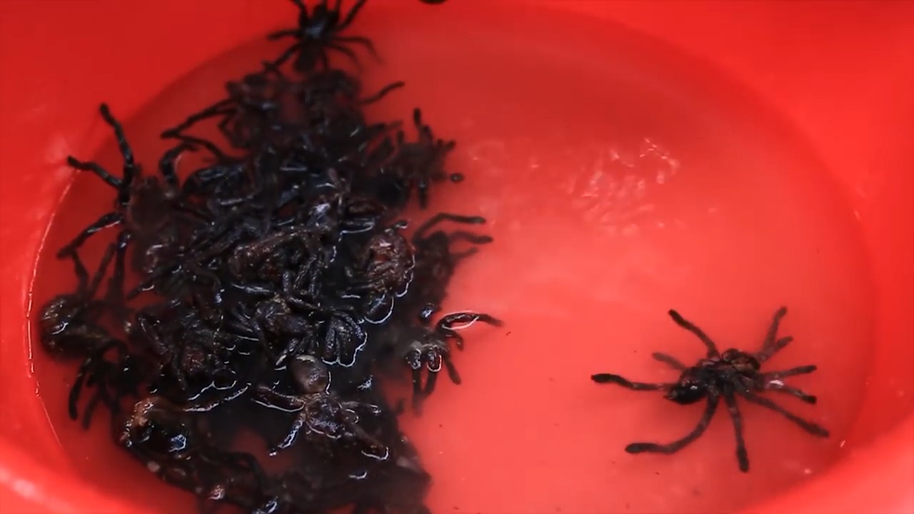 妹妹在广东某地打工学会了吃大蜘蛛村里人围观她烹饪