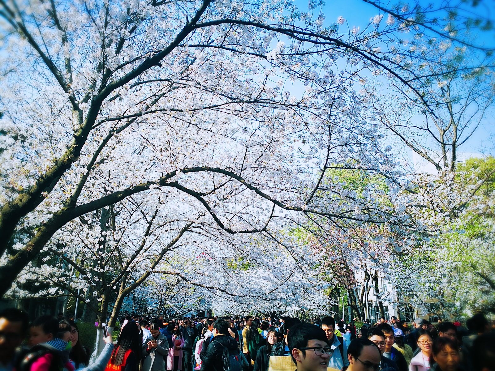樱花大道灿若云霞 扬州最美樱花季来了