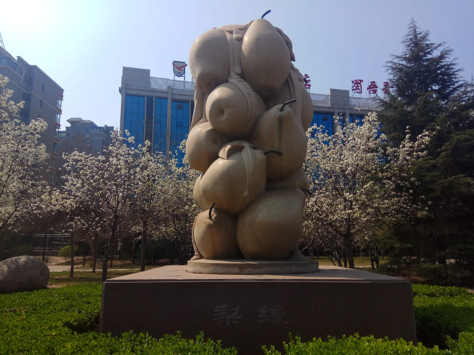 山西临汾金梨园广场梨花开了