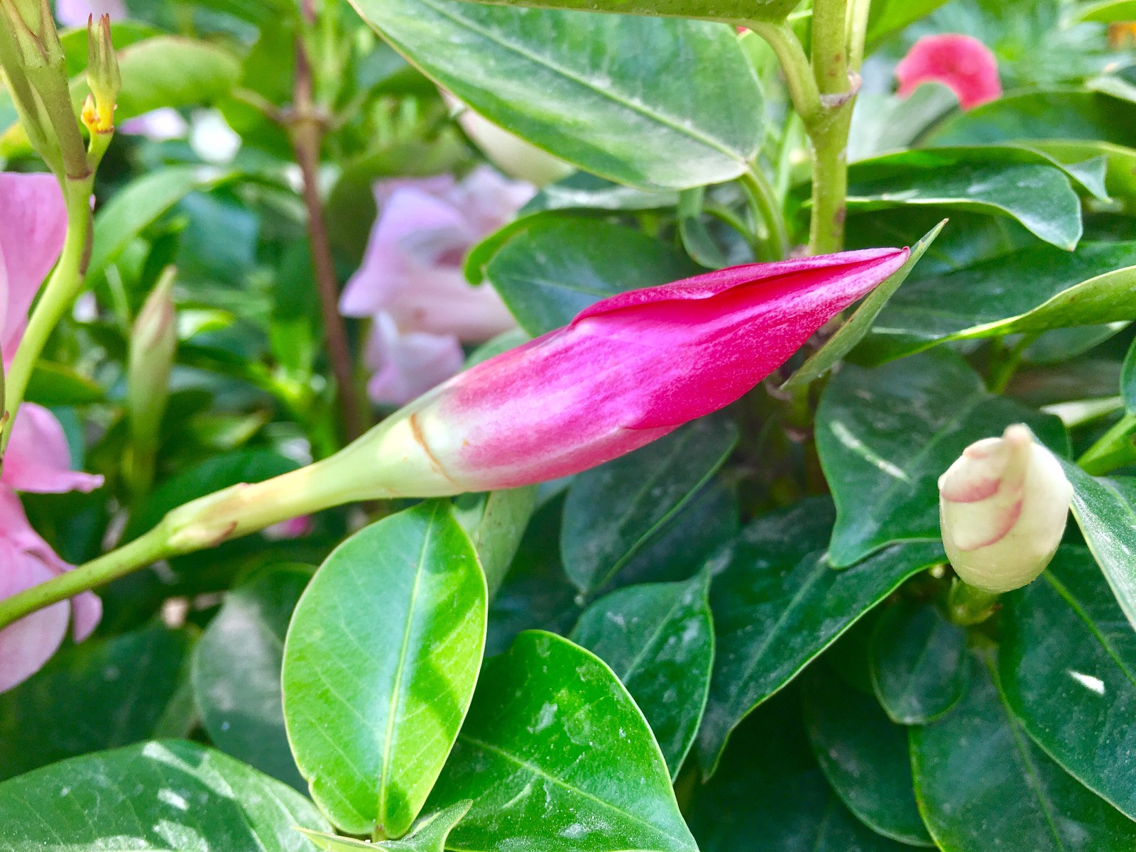 飘香藤别名双线藤红文藤红皱皮藤