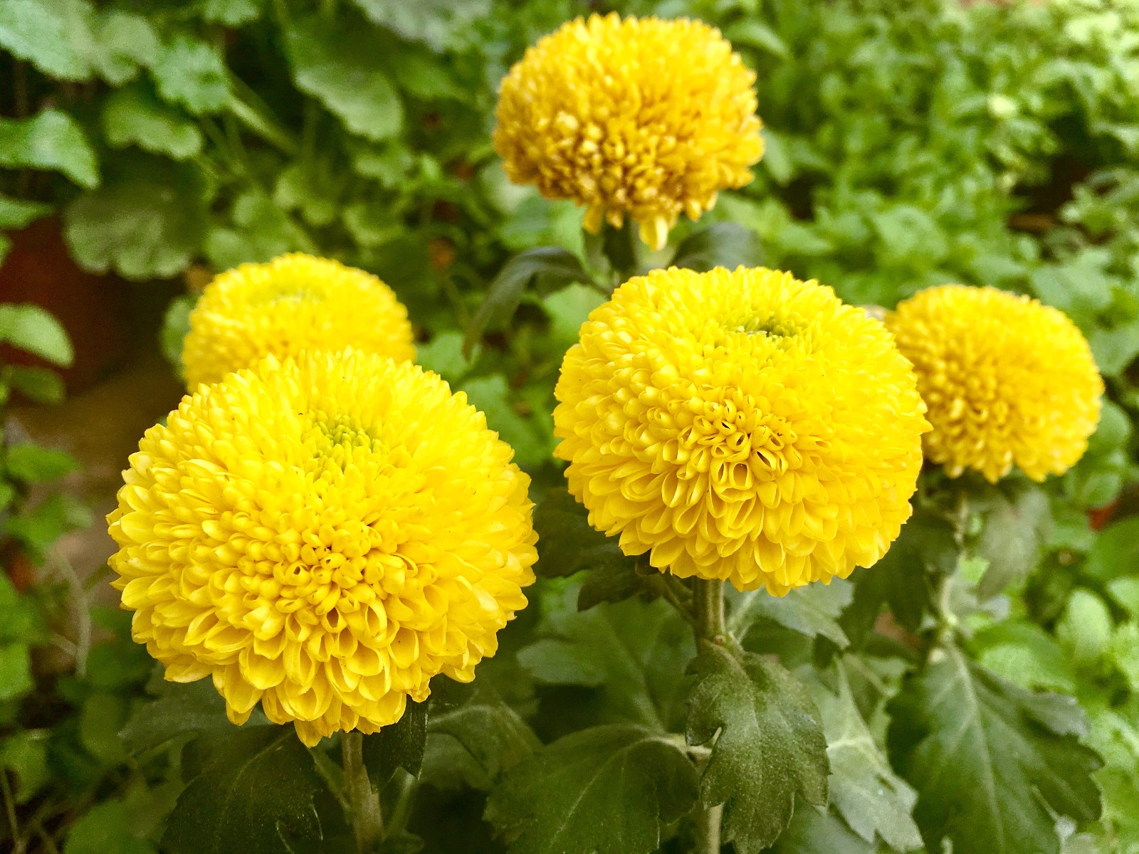 漂亮的乒乓菊球状菊花