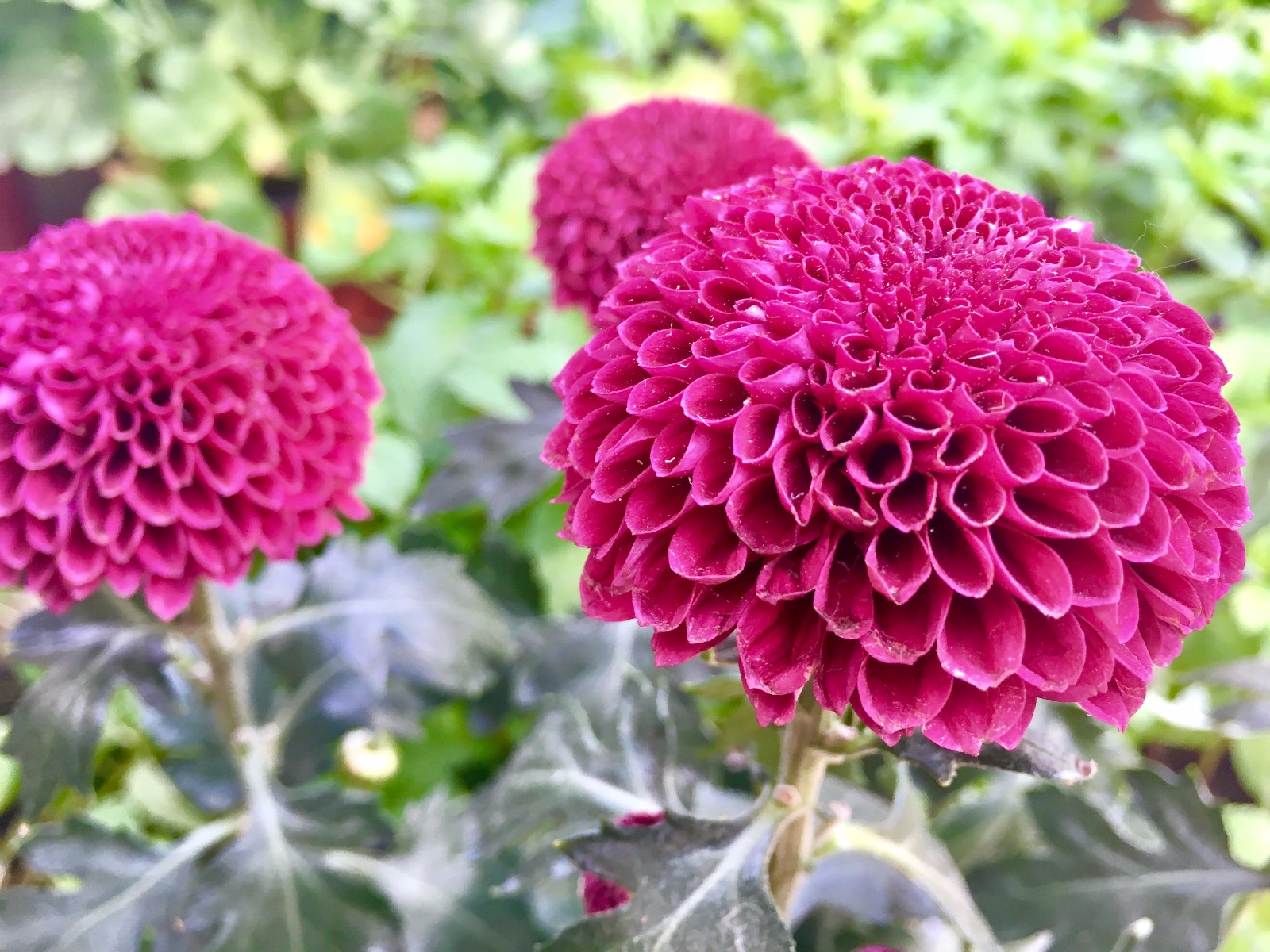 漂亮的乒乓菊(球状菊花)漂亮的乒乓菊(球状菊花)漂亮