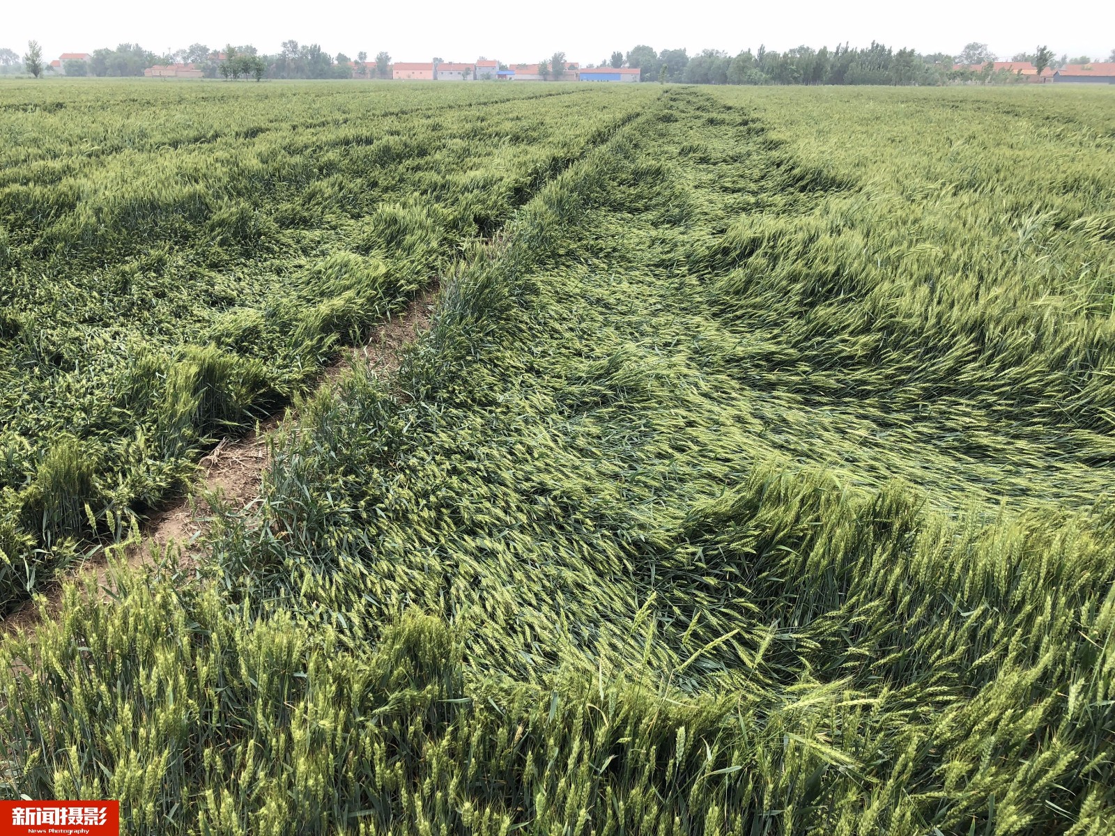 风雨过后10万余亩麦田倒伏 村民悲观预计减产一半|麦田|小麦|村民