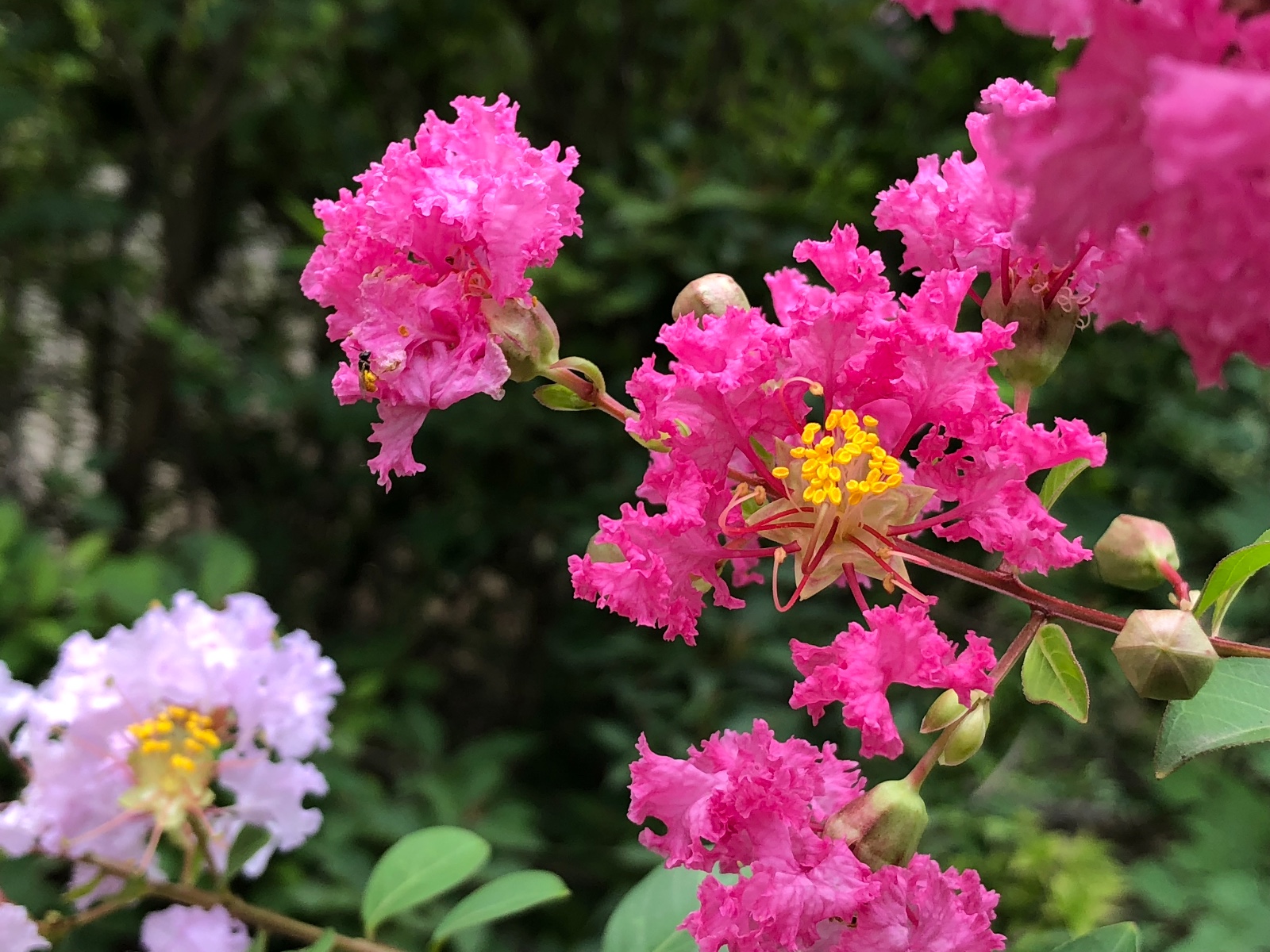 姹紫嫣红紫薇花盛情开放千屈菜科紫薇属植物