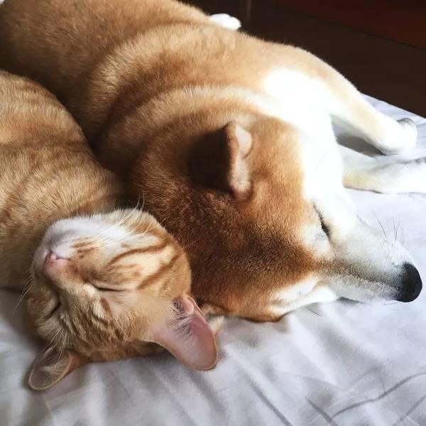 柴犬和橘猫这颗糖能让你甜一年