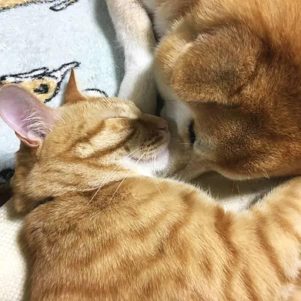 柴犬和橘猫这颗糖能让你甜一年