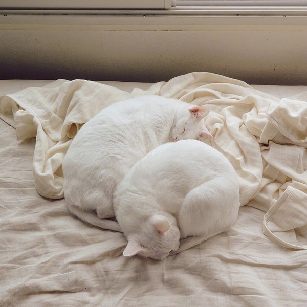 网友家的2只猫咪,睡在床上享受阳光,看着好舒服.