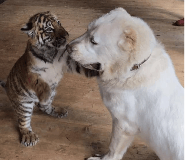 老虎舔汪星人的腿, 还成了它的跟班, 这估计是最牛逼的狗狗了