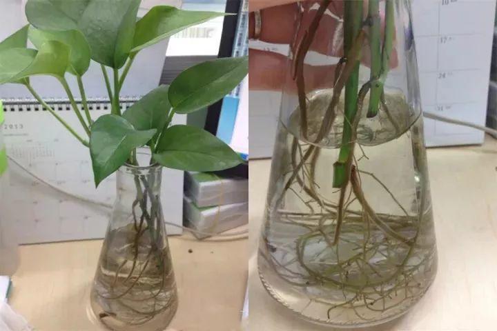 水培的绿萝,注意这几点,整个冬天绿油油!