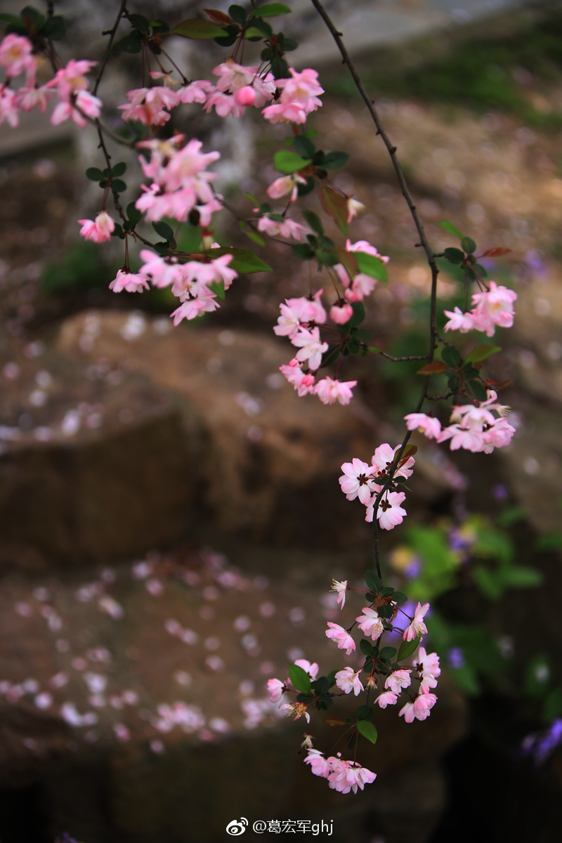 今年没拍莫愁的湖的海棠,2015年的旧片