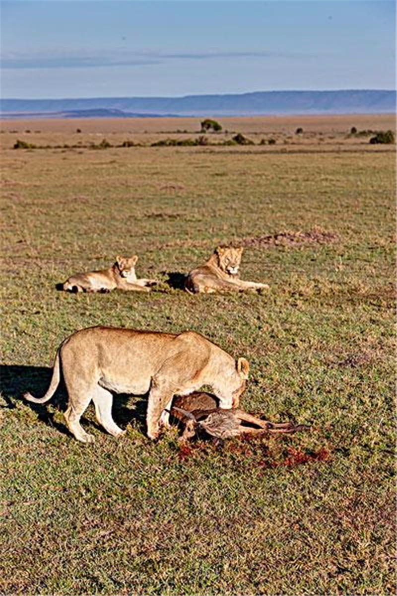 俩狮子吃饱后开始打架,却被不远处的胡狼抢了镜,画面好逗趣