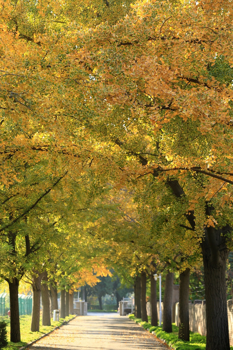初冬时节 郑州城市深处现黄金大道
