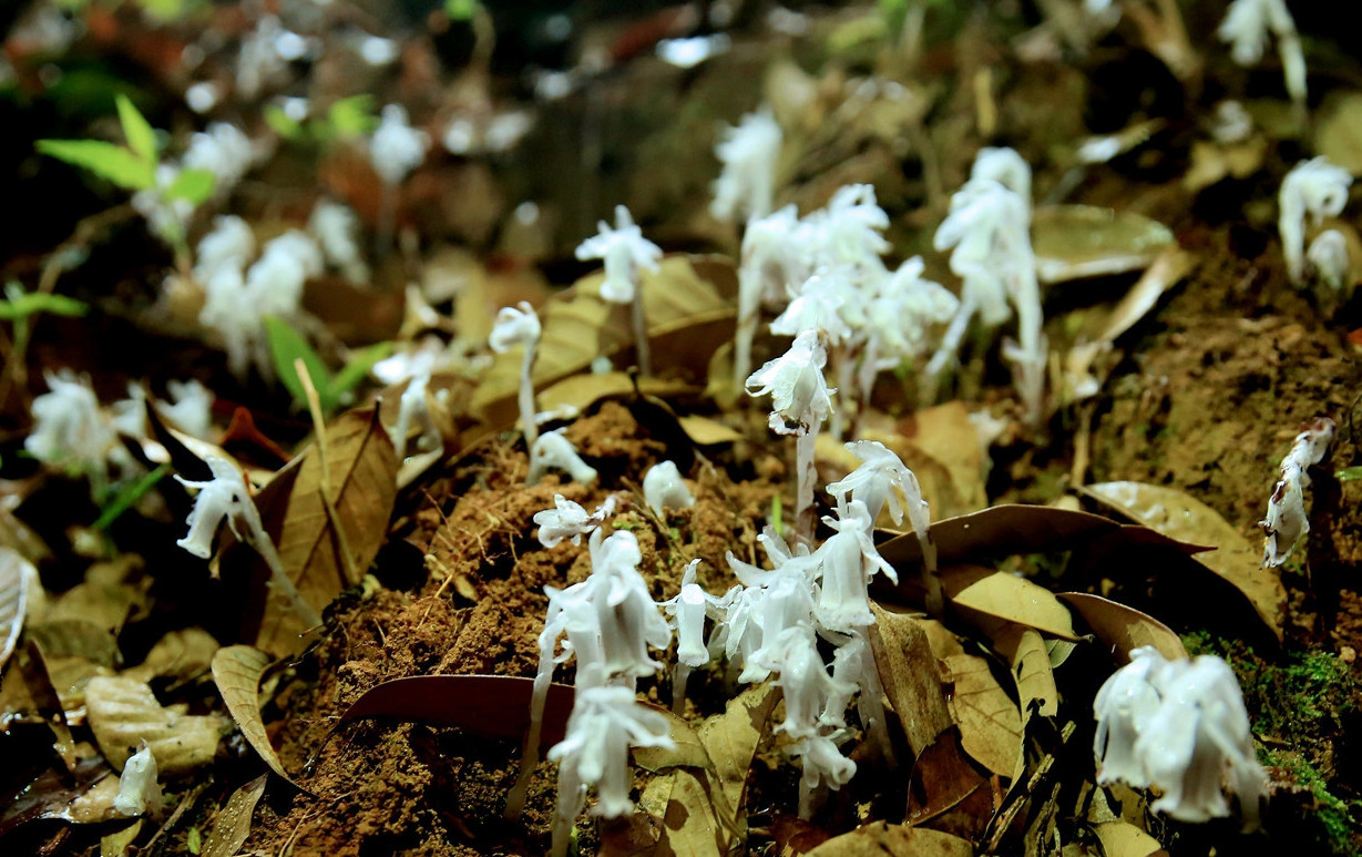 湖南无名山场首次发现冥界之花对研究物种很有科学价值