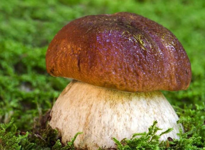 云南吃菌子季节到啦你吃过几种云南野生菌呢