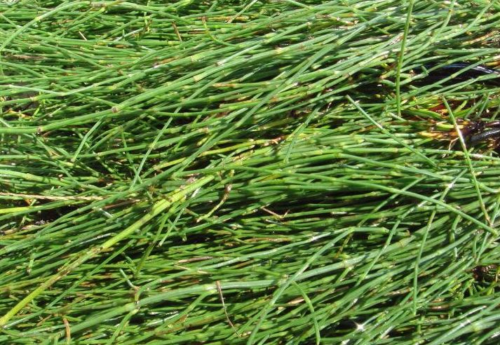 节节草|骨节|农村_新浪新闻