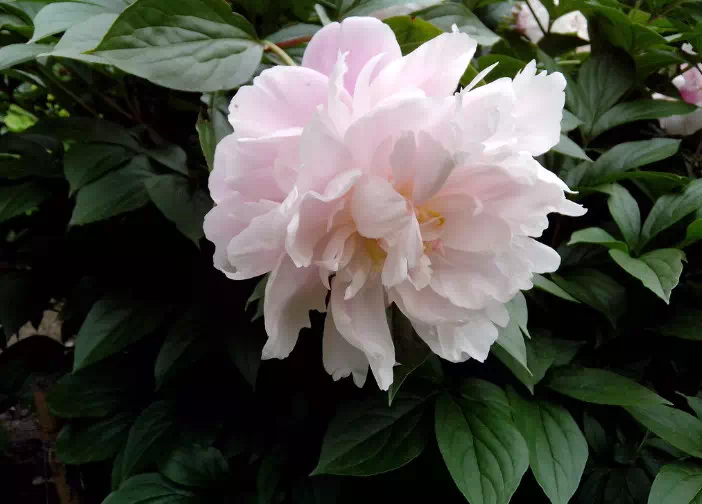 醉对数丛红芍药,渴尝一碗绿昌明.