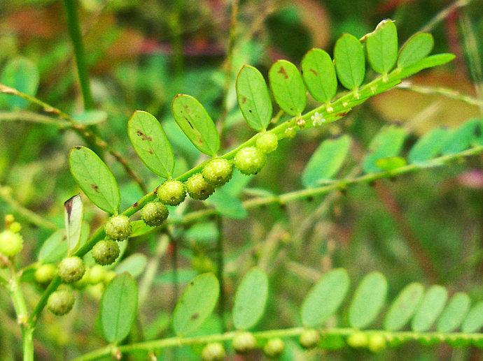 农村这种野草似含羞草却长着成串珠子清热解毒治肝病有一手
