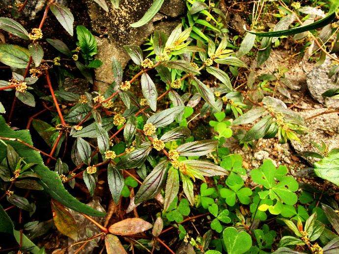 这种野草名为飞扬草被称为广东三件宝之一有消暑解热作用