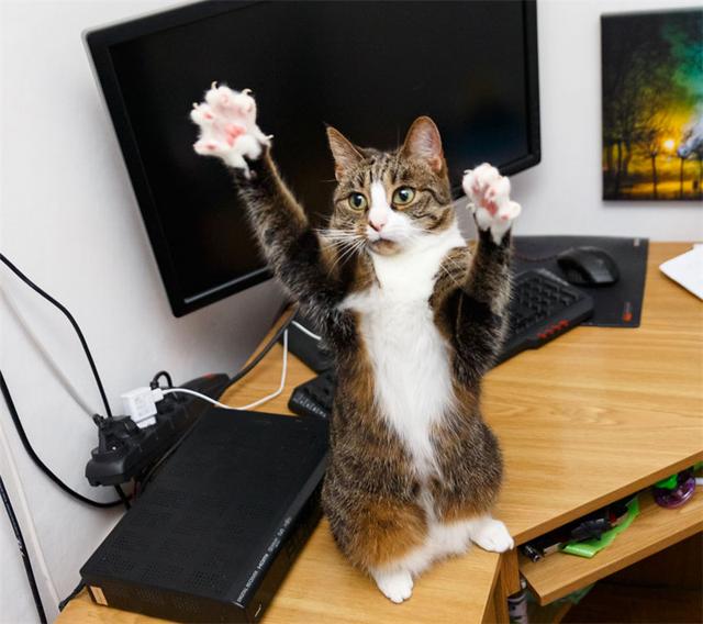 家里喵星人每天都张牙舞爪怎么破?我可爱的小奶猫哪里去了?