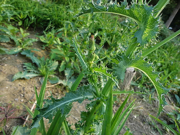 农村带刺的野草人称恶鸡婆殊不知是治痔疮的良药你认识吗