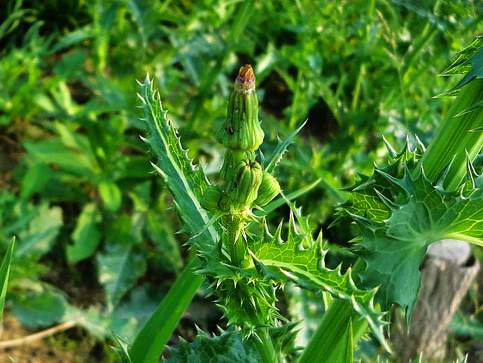 农村带刺的野草人称恶鸡婆殊不知是治痔疮的良药你认识吗