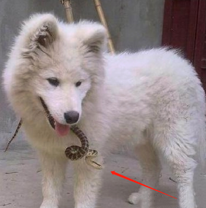 狗狗带了份大礼给主人,活生生的一条蛇,表情:这个辣条有点粗