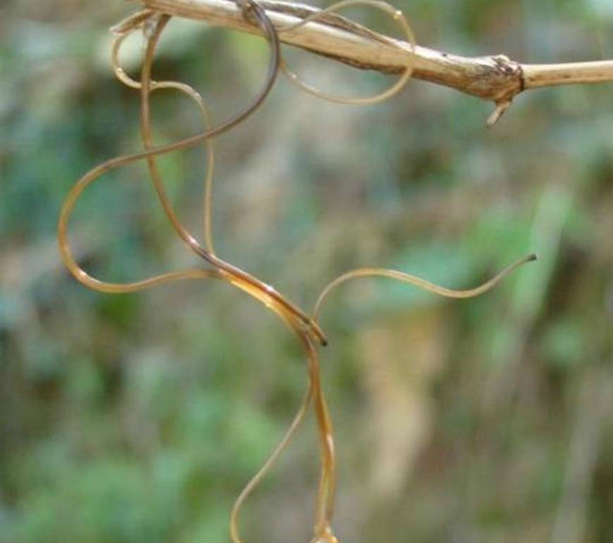 若是随意乱喝了池塘中或是不干净的水,就可能感染铁线虫病,导致腹痛.