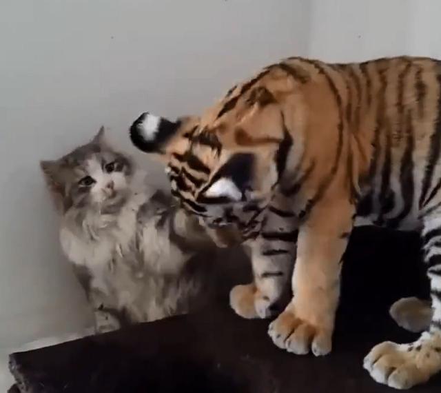 想摸猫被拍了一爪子,老虎委屈躺着撒娇,兽王平日的威严呢