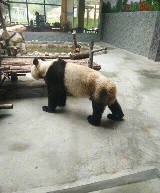 瘦成皮包骨头的国宝熊猫这是哪里呀
