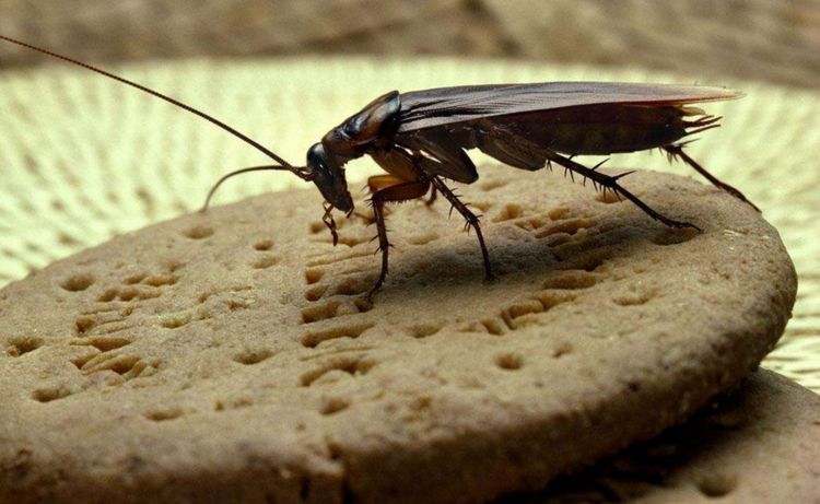 厨房里面有"蟑螂"?只要1个"土豆",轻松消灭蟑螂,真实用