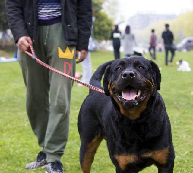 拉布拉多|罗威纳|边境牧羊犬_新浪新闻