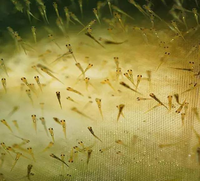 "鱼中鱼",从孵化到成长的全过程!