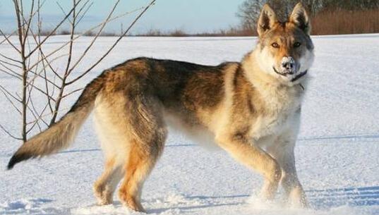 世界上最贵的十种狗,萨摩也入榜,第三名看起来很像狮子