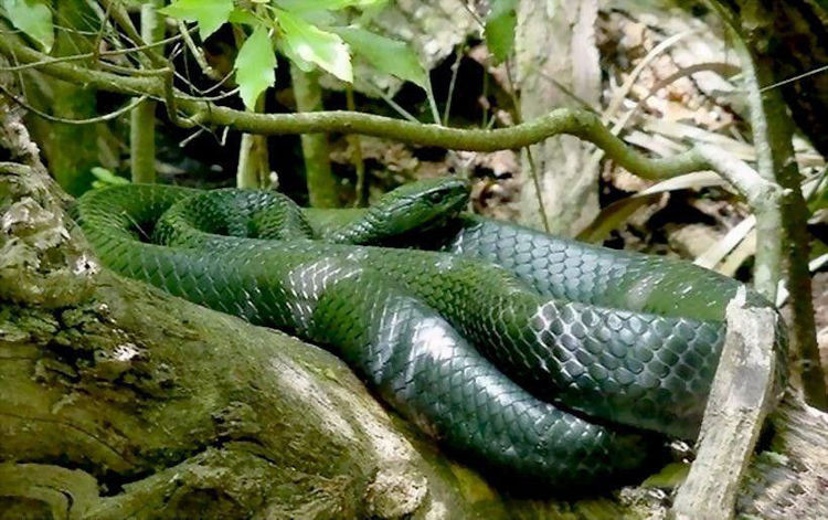 北美蛇王:不是所有蛇都吃蛇,但吃蛇的都叫王蛇!