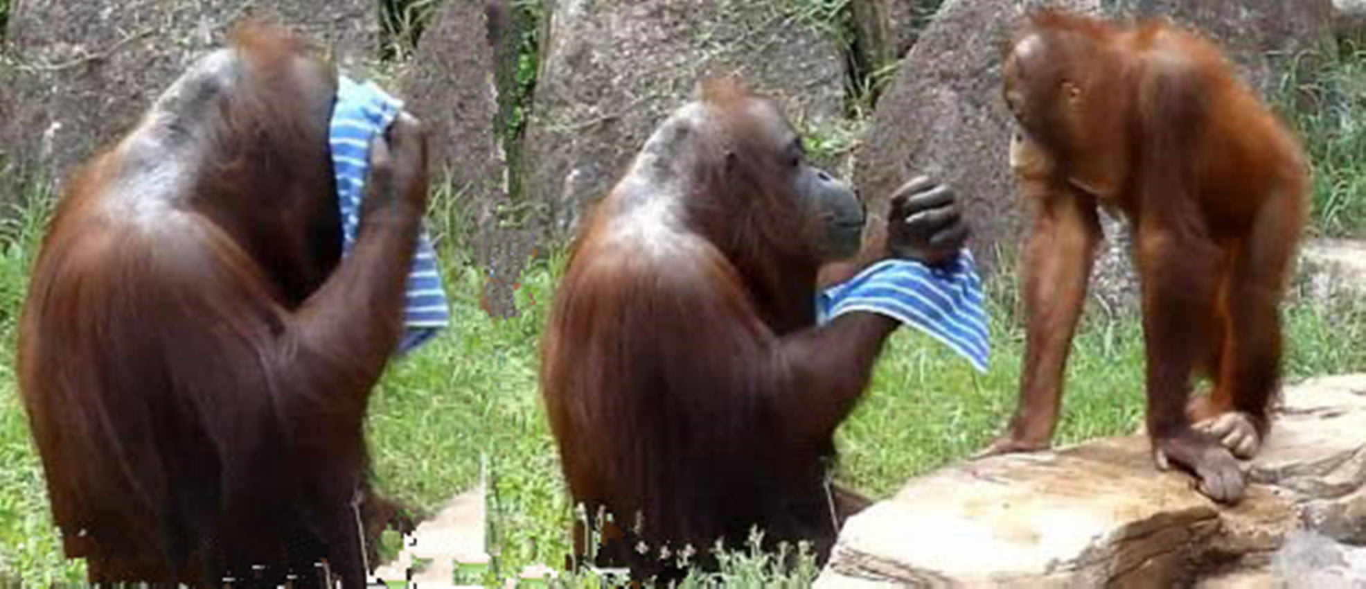 有洁癖的大猩猩每天用毛巾洗脸网友终于相信老祖宗是大猩猩了