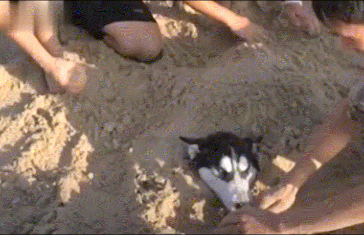 二哈去沙滩玩结果被埋二哈你们一个个的我都记住了